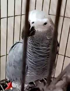 Congo Grey Parrot