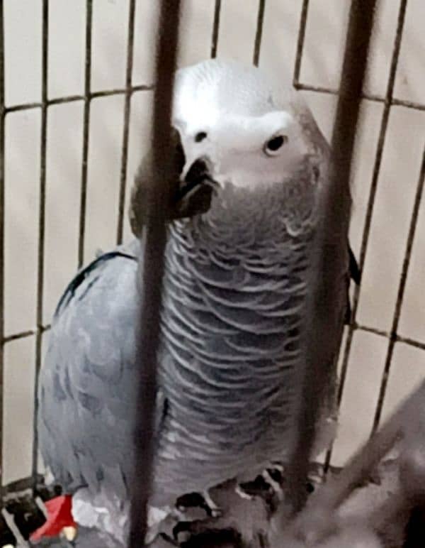 Congo Grey Parrot 0