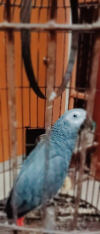 Congo Grey Parrot 2