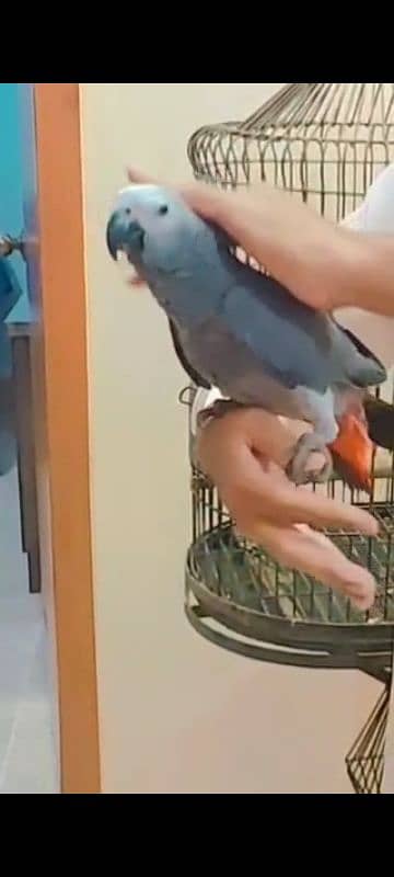 Congo Grey Parrot 3