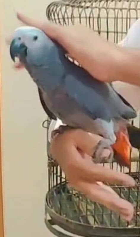 Congo Grey Parrot 4