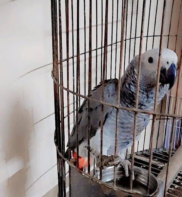 Congo Grey Parrot 5