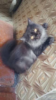 Persian kitten pure breed available for sale