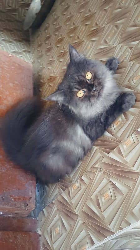 Persian kitten pure breed available for sale 0