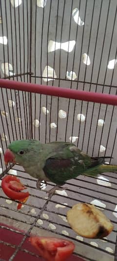 pahari parrots pair