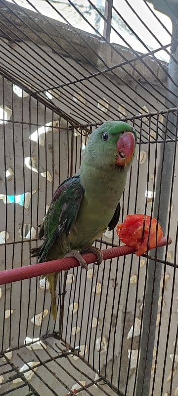 pahari parrots pair 1