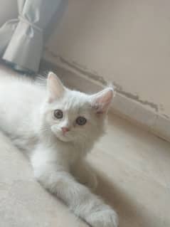 White Fluffy Persian kitten | Persian Cat For Sale