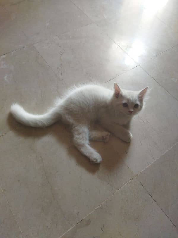 White Fluffy Persian kitten | Persian Cat For Sale 3