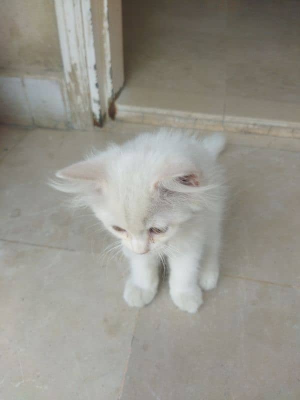 White Fluffy Persian kitten | Persian Cat For Sale 4