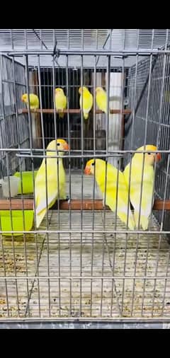 cages n birds 4 sale