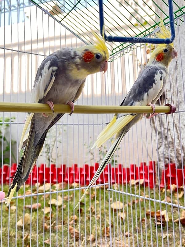 tamed cockateil  pair 1