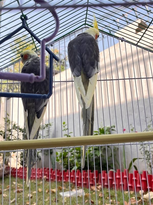 tamed cockateil  pair 5