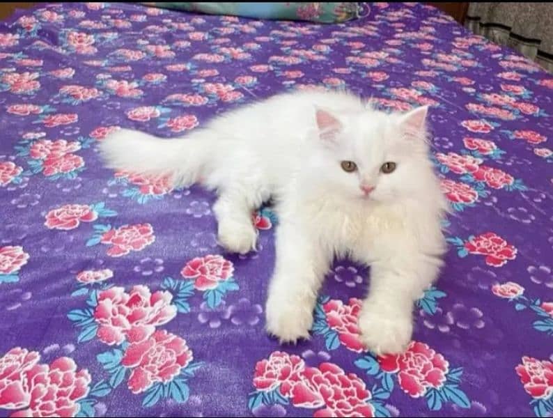 persian cats kitten Punch face female and male both available 1