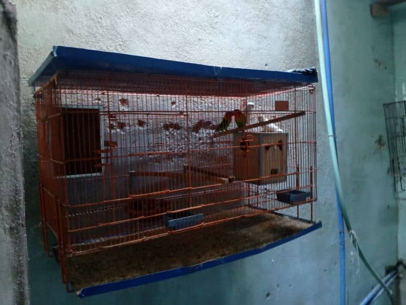 birds and cage 4 sale 0