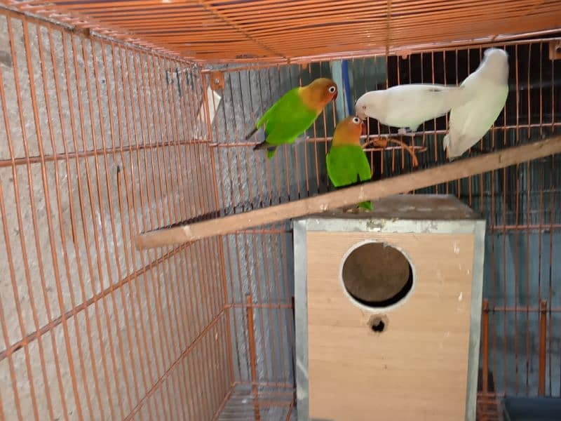 birds and cage 4 sale 1