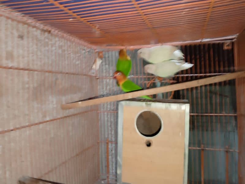 birds and cage 4 sale 2