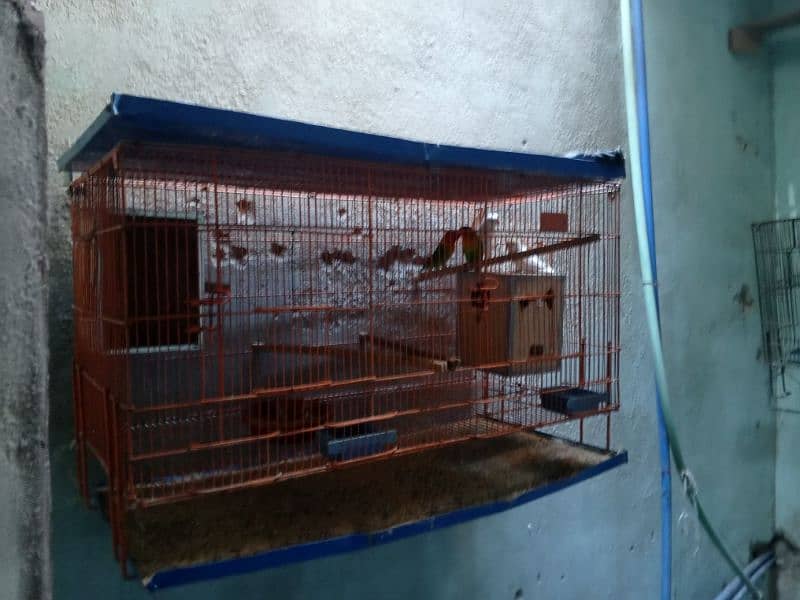 birds and cage 4 sale 3