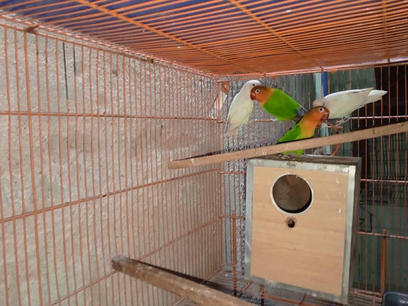 birds and cage 4 sale 4