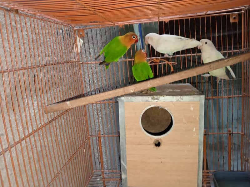 birds and cage 4 sale 5