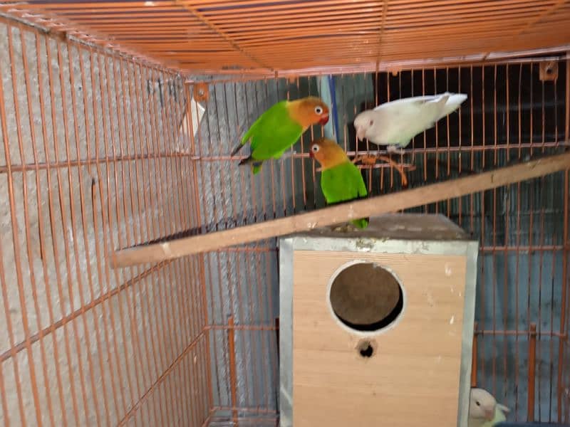 birds and cage 4 sale 6