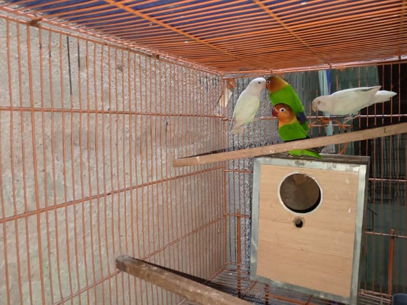 birds and cage 4 sale 7