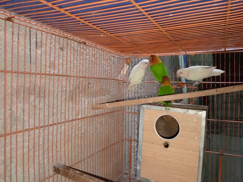 birds and cage 4 sale 8