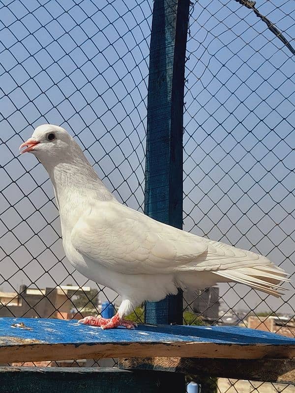 pigeon 4