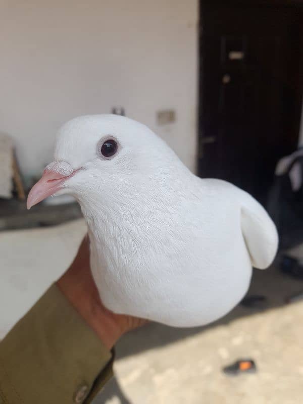 pigeon 8