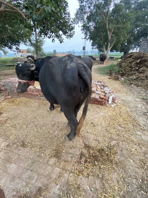 buffalo choti 1