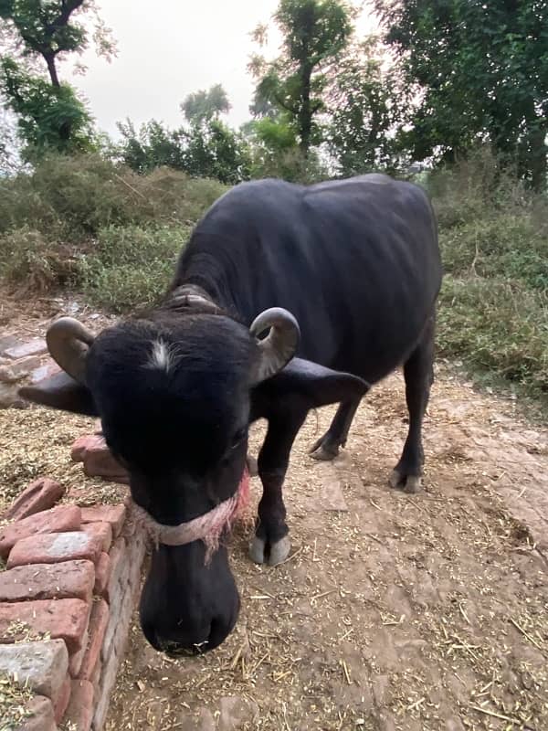 buffalo choti 2