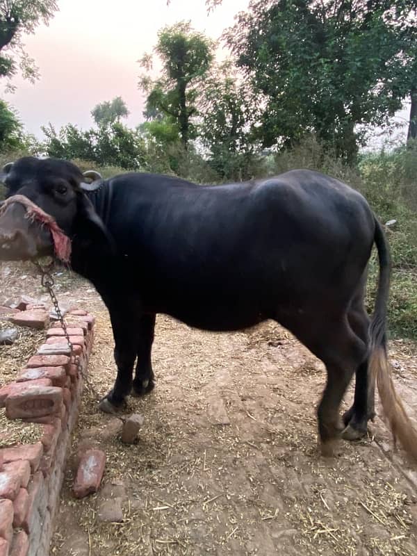 buffalo choti 3