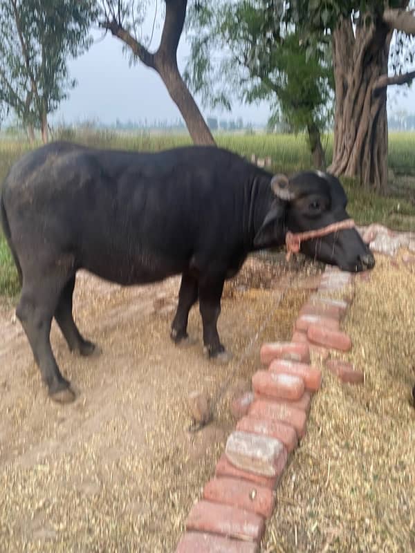 buffalo choti 4