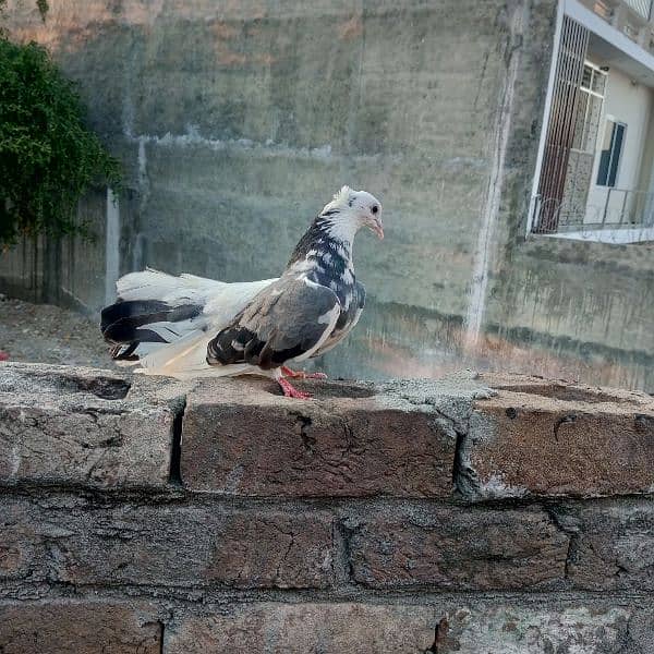 Lucky Pigeon 9