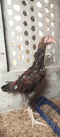 Japanese Shamo / Shamo / aseel / hen /Shamo Females for sale