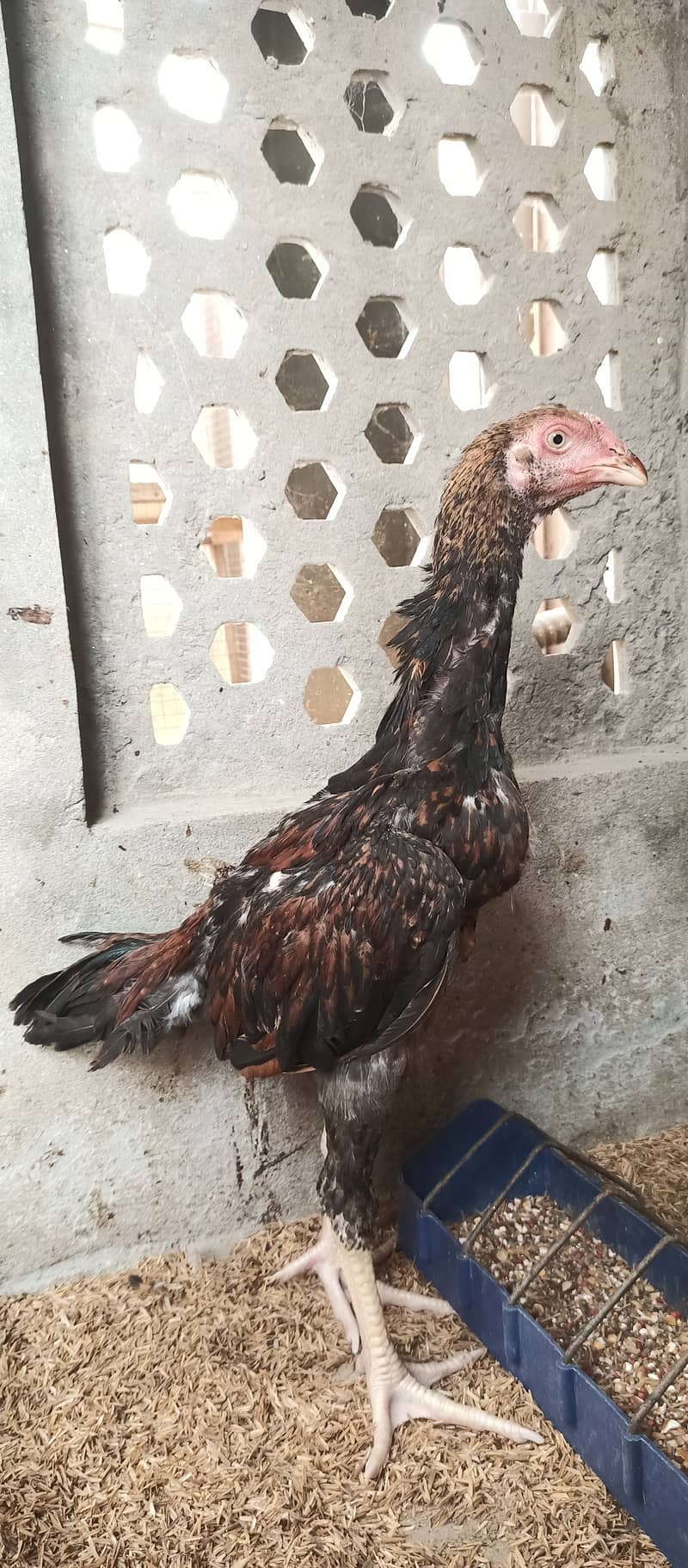 Japanese Shamo / Shamo / aseel / hen /Shamo Females for sale 0