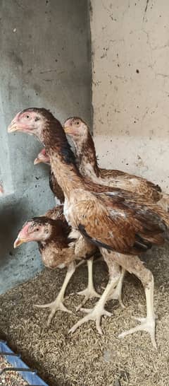 Japanese Shamo / Shamo / aseel / hen /Shamo Females for sale