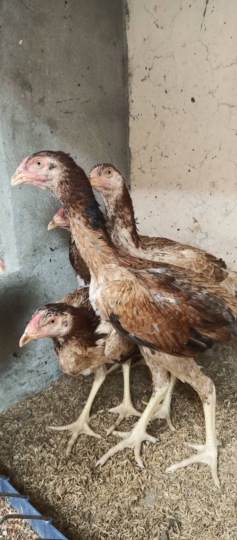 Japanese Shamo / Shamo / aseel / hen /Shamo Females for sale 1