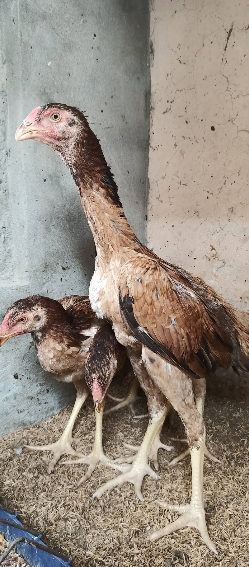 Japanese Shamo / Shamo / aseel / hen /Shamo Females for sale 2