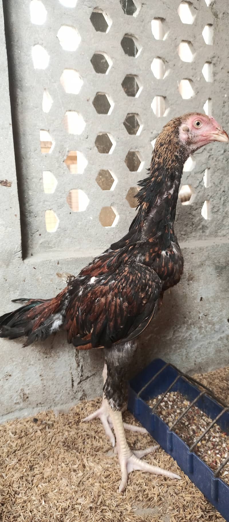 Japanese Shamo / Shamo / aseel / hen /Shamo Females for sale 3