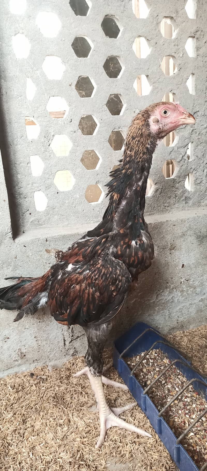 Japanese Shamo / Shamo / aseel / hen /Shamo Females for sale 4