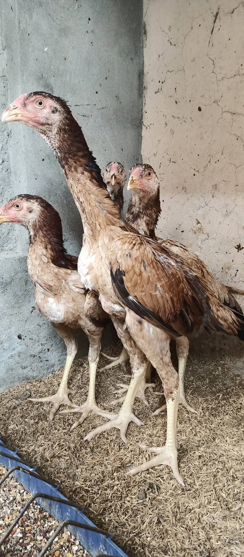 Japanese Shamo / Shamo / aseel / hen /Shamo Females for sale 5