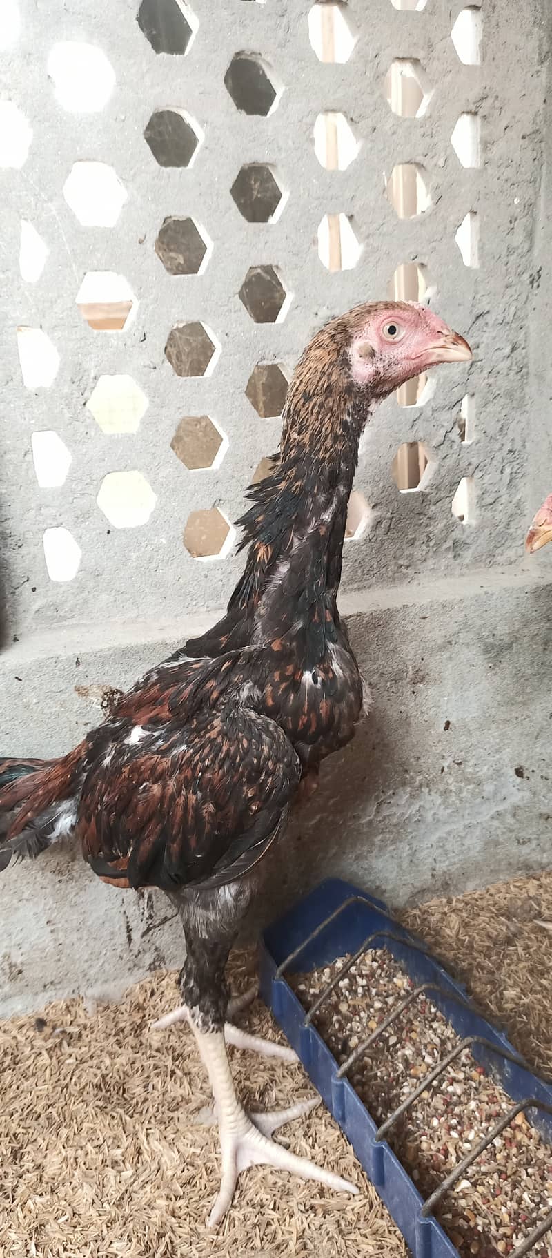 Japanese Shamo / Shamo / aseel / hen /Shamo Females for sale 6