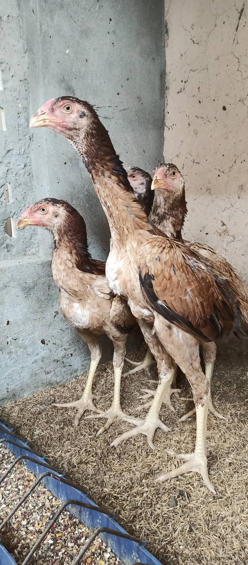 Japanese Shamo / Shamo / aseel / hen /Shamo Females for sale 7