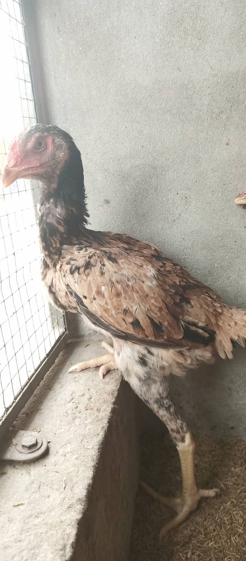 Japanese Shamo / Shamo / aseel / hen /Shamo Females for sale 8