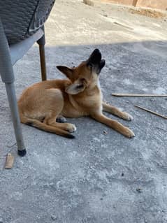 Belgium shepherd puppy