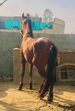 desi horse