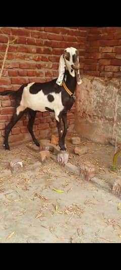 Nagri dysi Beutifull Goat for sale Ghban  taqreeban  1 month tak sou j