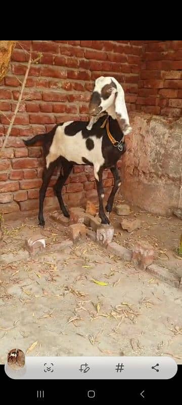 Nagri dysi Beutifull Goat for sale Ghban  taqreeban  1 month tak sou j 1