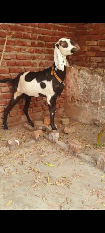 Nagri dysi Beutifull Goat for sale Ghban  taqreeban  1 month tak sou j 2