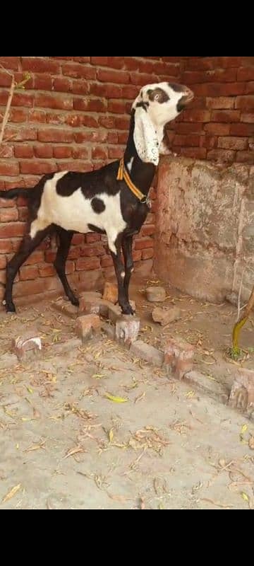 Nagri dysi Beutifull Goat for sale Ghban  taqreeban  1 month tak sou j 3